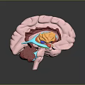 head structure head planer face human head planer face human brain planer face head structure brain structure human head structure 3d model