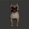 Fawn French Bulldog With Erect Ears Standing On Shiny Floor And Dark Background