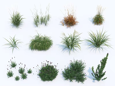 Different Types of Garden Shrubs with Various Foliage and Growth Habits 3d model