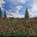 Scenic Flower Field with Red Orange Flowers Tall Pine Trees Blue Sky and Rocky Edges