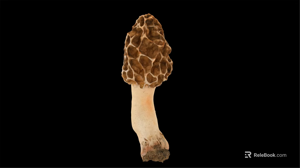 Fresh Wild Morel Mushroom With Unique Honeycomb Texture On Black Background 3d model 