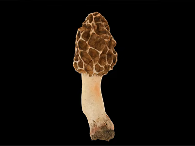 Fresh Wild Morel Mushroom With Unique Honeycomb Texture On Black Background 3d model