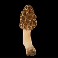 Modern Tricholoma matsutake 3d model