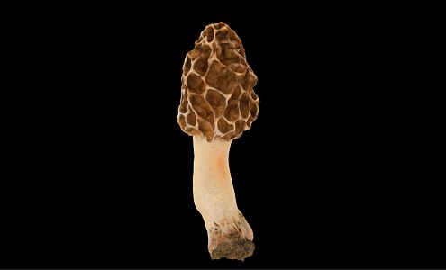 Modern Tricholoma matsutake 3d model