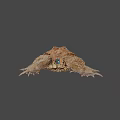 Brown Toad With Rough Skin And Small Colorful Object On Gray Background 3d model
