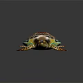 Colorful Sea Turtle With Vibrant Shell And Patterned Flippers On Black Background 3d model