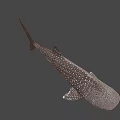 Whale Shark Swimming In Blue Ocean Water With White Spots On Body
