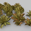 Agave Perennial Evergreen Large Herbaceous Plant With Fleshy Spiky Leaves In Clusters
