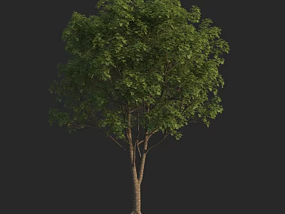 Tall Healthy Tree With Lush Green Leaves And Thick Brown Trunk 3d model
