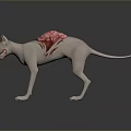 Hairless Cat With Red Fleshy Back Structure And Yellow Menacing Eyes