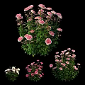 Beautiful Pink And White Blooming Flowers With Lush Green Leaves In Garden