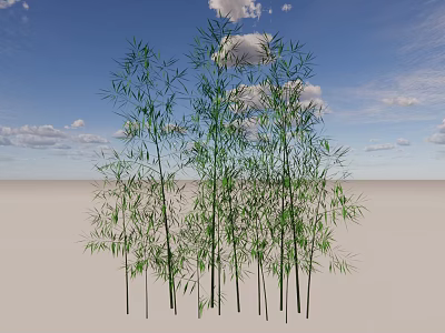 Tall Bamboo Plants Growing In Sandy Ground Under Blue Sky With White Clouds 3d model