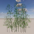 Tall Bamboo Plants Growing In Sandy Ground Under Blue Sky With White Clouds
