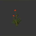 Red Poppy Flowers With Two Blooms Green Leaves And Stems On Gray Background