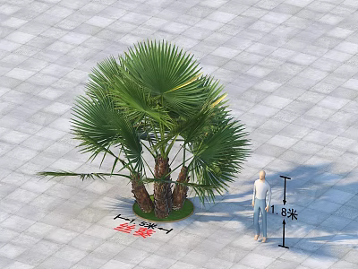 Tall Palm Tree With Large Green Fan Leaves Thick Trunk On Gray Square Pavement 3d model
