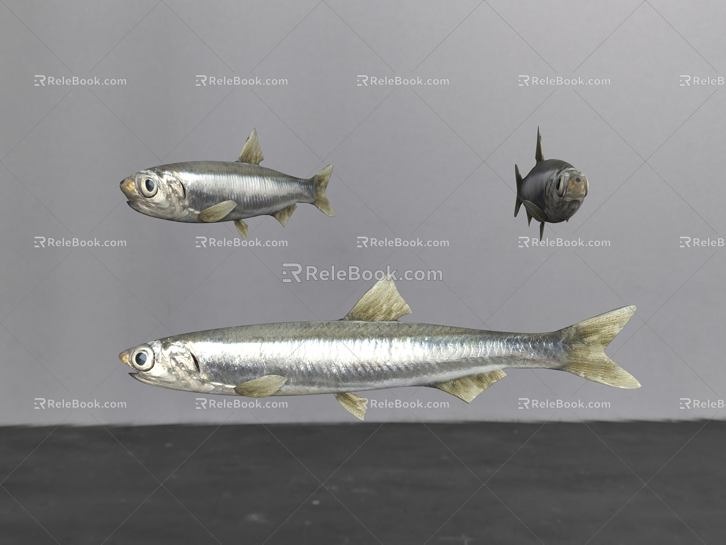 Modern Fish Anchovy 3d model