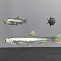 Modern Fish Anchovy 3d model