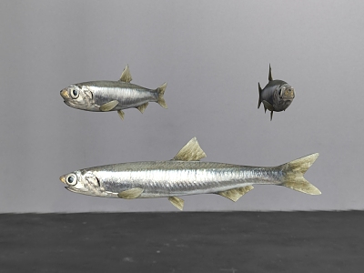 Modern Fish Anchovy 3d model