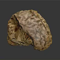 Human Brain Anatomical Model Displaying Detailed Cortex Folds And Structure