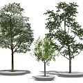 Three Tall Green Arbor Trees Planted in Circular Base Plates on White Background