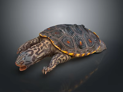 Turtle With Black And Orange Patterned Shell Spotted Head And Limbs On Dark Background 3d model