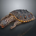 Turtle With Black And Orange Patterned Shell Spotted Head And Limbs On Dark Background 3d model