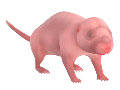 Pink Aquatic Animal Sea Pig With Round Body And Short Legs Marine Creature 3d model