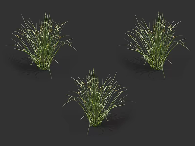 Green Grass Clumps with Slender Leaves and Small White Flower Spikes on Dark Background 3d model