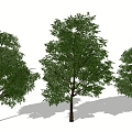 Tree 3d model