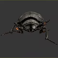 Black Beetle With Orange Antennae And Dark Exoskeleton Isolated On Dark Background