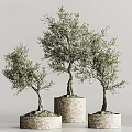 Olive Tree Bonsai Potted Plants With Different Sizes And Textured Pots 3d model