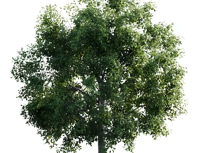 Lush Green Arbor With Dense Vibrant Foliage And Strong Straight Trunk 3d model