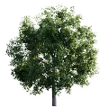Lush Green Arbor With Dense Vibrant Foliage And Strong Straight Trunk