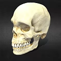 Human Skull Anatomical Model Medical Device for Educational Training and Study 3d model