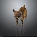 Lynx Kitten With Striped Orange Fur And Black Ear Tufts Standing On Reflective Surface