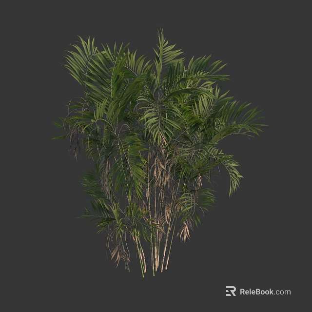 Tropical Palm Tree With Feathery Green Leaves And Clustered Trunks 3d model 