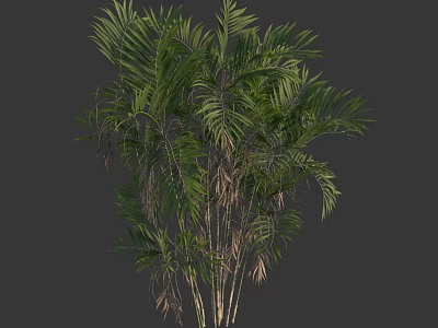 Tropical Palm Tree With Feathery Green Leaves And Clustered Trunks 3d model