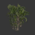 Tropical Palm Tree With Feathery Green Leaves And Clustered Trunks