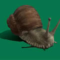 Snail With Brown Spiral Shell On Green Background And Textured Body