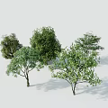 Modern Tree Pit Design Featuring Multiple Green Trees And Lush Foliage 3d model
