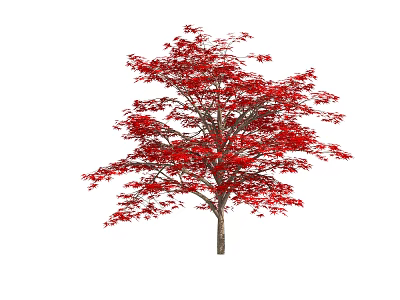 Beautiful Tree With Red Leaves And Brown Trunk Against White Background 3d model