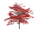 Beautiful Tree With Red Leaves And Brown Trunk Against White Background 3d model
