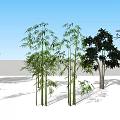 Modern tree bamboo 3d model
