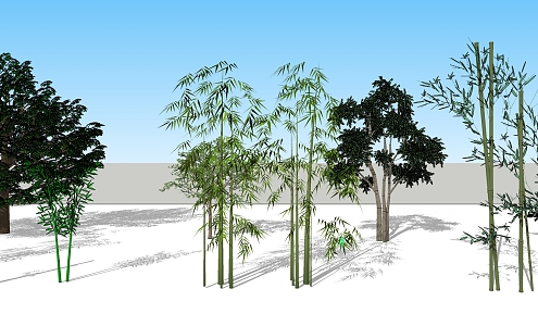 Modern tree bamboo 3d model