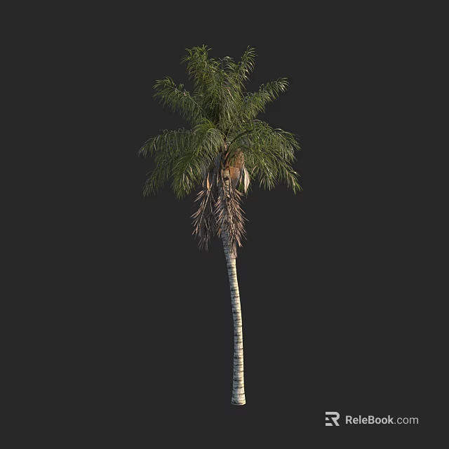 Tall Palm Tree with Green Fronds and Textured Trunk in Natural Form 3d model 