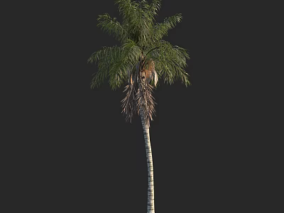 Tall Palm Tree with Green Fronds and Textured Trunk in Natural Form 3d model