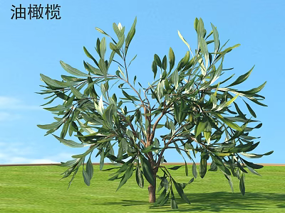 Olive Bush With Lush Green Leaves Growing In Green Grass Under Blue Sky 3d model