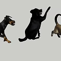 Energetic Black Dogs And Cat Playing Jumping On Gray Background