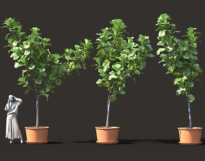 Three Potted Plants With Lush Green Leaves In Terracotta Pots And White Statue 3d model