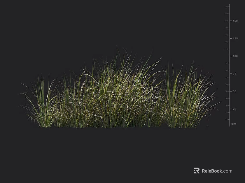Green Grass Plants With Natural Growth And Height Measurement Cm Scale 3d model 